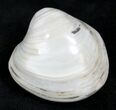 Polished Fossil Astarte Clam - Medium Size #25595-1